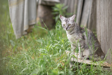 Beautiful village cat in a summer village.の写真素材