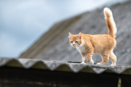 Beautiful village cat in a summer village.の写真素材