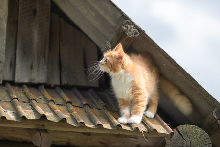 Beautiful village cat in a summer village.の写真素材