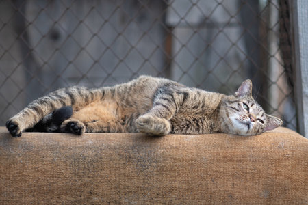 Beautiful village cat in a summer village.の写真素材
