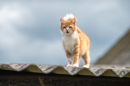 Beautiful village cat in a summer village.の写真素材