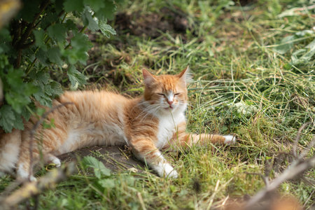 Beautiful village cat in a summer village.の写真素材