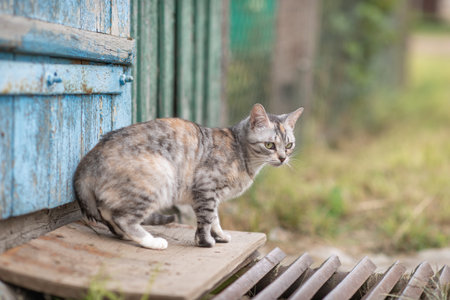 Beautiful village cat in a summer village.の写真素材