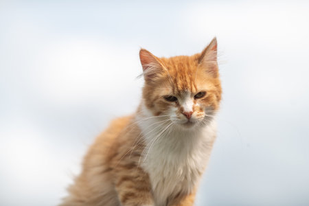 Beautiful village cat in a summer village.の写真素材