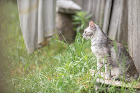 Beautiful village cat in a summer village.の写真素材