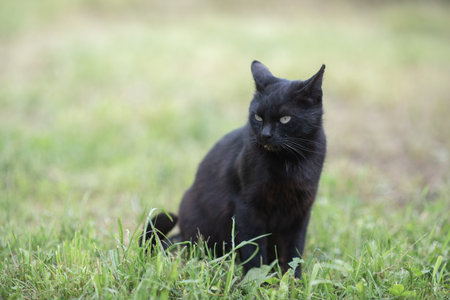 Beautiful village cat in a summer village.の写真素材