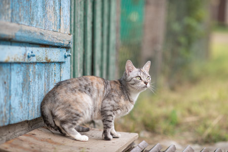 Beautiful village cat in a summer village.の写真素材