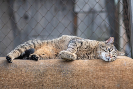 Beautiful village cat in a summer village.の写真素材