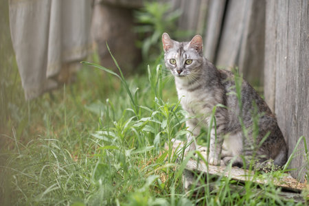 Beautiful village cat in a summer village.の写真素材