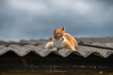 Beautiful village cat in a summer village.の写真素材