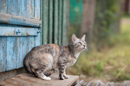 Beautiful village cat in a summer village.の写真素材