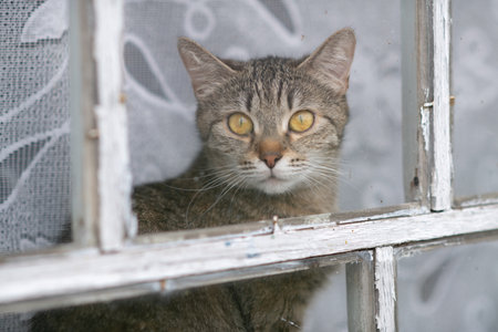 Beautiful village cat in a summer village.の写真素材