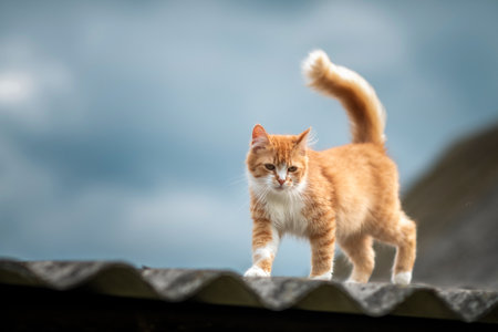 Beautiful village cat in a summer village.の写真素材
