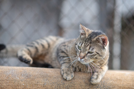 Beautiful village cat in a summer village.の写真素材