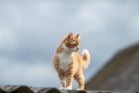 Beautiful village cat in a summer village.の写真素材