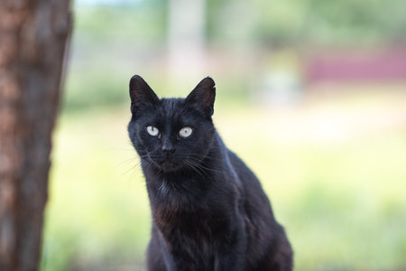 Beautiful village cat in a summer village.の写真素材