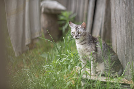 Beautiful village cat in a summer village.の写真素材