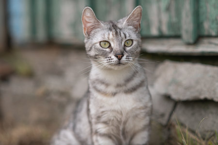 Beautiful village cat in a summer village.の写真素材