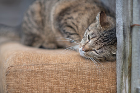 Beautiful village cat in a summer village.の写真素材