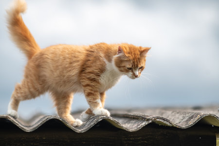 Beautiful village cat in a summer village.の写真素材