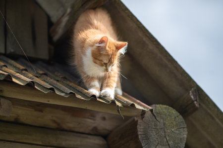 Beautiful village cat in a summer village.の写真素材