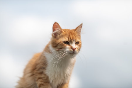 Beautiful village cat in a summer village.の写真素材