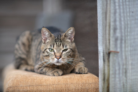 Beautiful village cat in a summer village.の写真素材