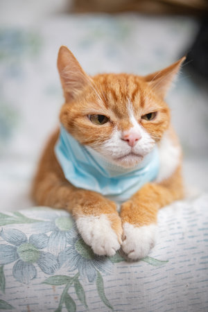 Portrait of a beautiful red domestic cat in an apartment.の写真素材