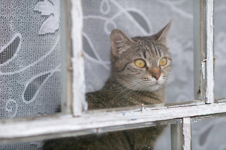 Beautiful village cat in a summer village.の写真素材