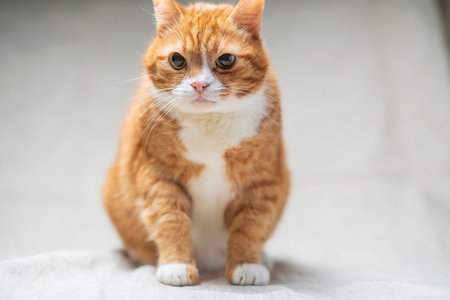 Portrait of a beautiful red domestic cat in an apartment.の写真素材