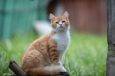 Beautiful village cat in a summer village.の写真素材
