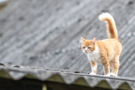 Beautiful village cat in a summer village.の写真素材