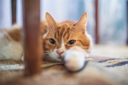 Portrait of a beautiful red domestic cat in an apartment.の写真素材