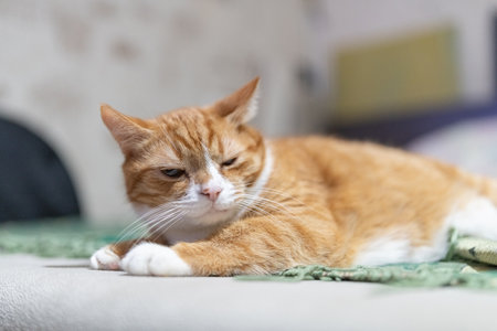 Portrait of a beautiful red domestic cat in an apartment.の写真素材