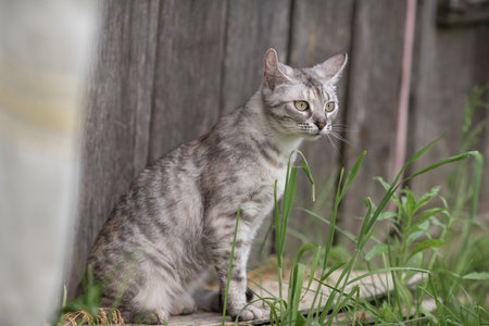 Beautiful village cat in a summer village.の写真素材