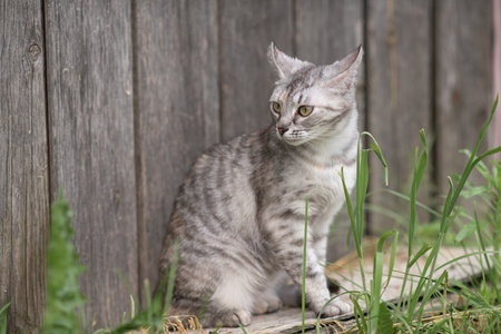 Beautiful village cat in a summer village.の写真素材