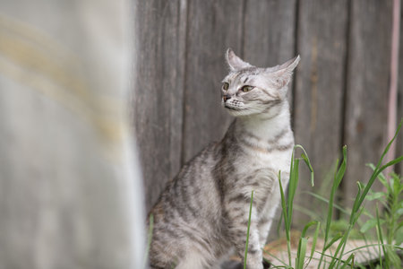 Beautiful village cat in a summer village.の写真素材