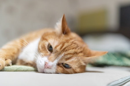 Portrait of a beautiful red domestic cat in an apartment.の写真素材