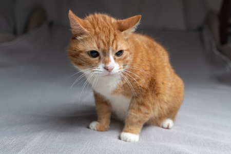 Portrait of a beautiful red domestic cat in an apartment.の写真素材