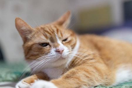 Portrait of a beautiful red domestic cat in an apartment.の写真素材