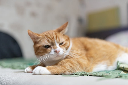 Portrait of a beautiful red domestic cat in an apartment.