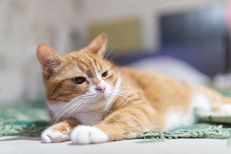 Portrait of a beautiful red domestic cat in an apartment.の写真素材