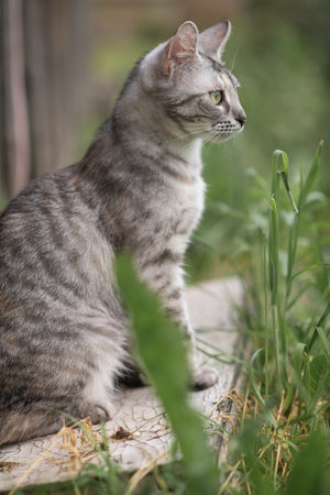 Beautiful village cat in a summer village.の写真素材