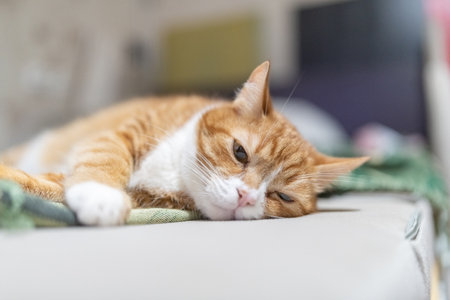 Portrait of a beautiful red domestic cat in an apartment.の写真素材