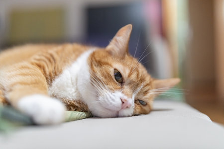 Portrait of a beautiful red domestic cat in an apartment.の写真素材