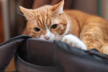 Portrait of a beautiful red domestic cat in an apartment.の写真素材