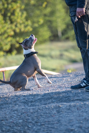 A beautiful purebred American Pit Bull Terrier plays in a spring field.の写真素材