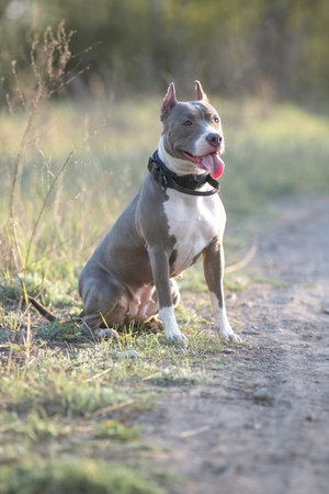 A beautiful purebred American Pit Bull Terrier plays in a spring field.の写真素材