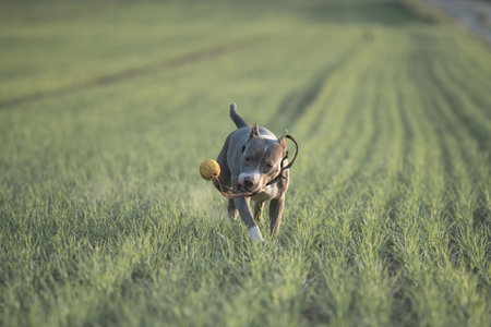 A beautiful purebred American Pit Bull Terrier plays in a spring field.の写真素材