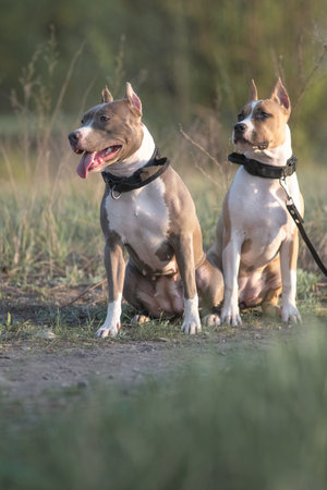 A beautiful purebred American Pit Bull Terrier plays in a spring field.の写真素材